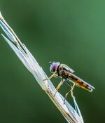 Sommer 2013_5DM33128-2.jpg