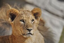 Junglöwe I_comp_DSLR_F.jpg