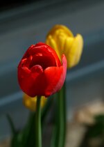 DSCF5350.JPG