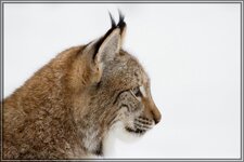 IMG_4934.jpg