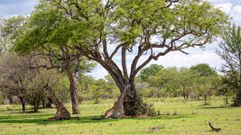 NS4C8115-Bearbeitet.jpg