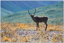 animals_denali 6.jpg