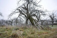 DSC_1175_1.jpg