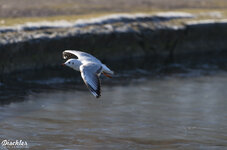 export_forum_20131231_12_22_37_095-2.jpg
