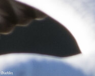 export_forum_20131231_12_22_37_095.jpg