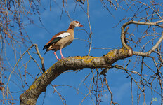 Nilgans d.jpg