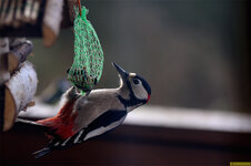 DSC_1413_web.jpg