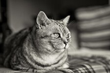 DSC01847_Platin (Large).jpg