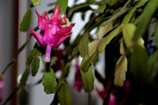 DSC_1020web.jpg