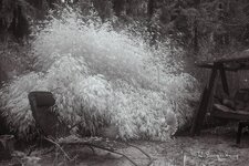 DSC00069_hls.jpg