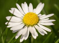 180mm1crop.jpg