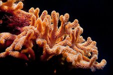 korallen.jpg