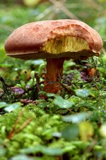 pilz IMG_0911_Klein.jpg