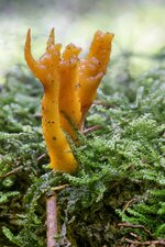 pilz IMG_0947_klein.jpg
