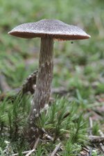 pilz IMG_0961_klein.jpg