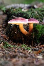 pilz IMG_0967_klein.jpg