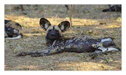 Wildhunde10.jpg