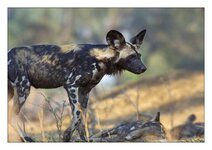Wildhunde11.jpg