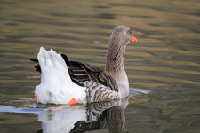 IMGL4279 (19 von 1).jpg