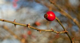 EOS70D_Pfinztal_CBaum 014.jpg