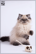 DSC02295.png
