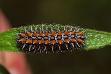 2013.06.02 Kalbenstein Melitaea1.jpg