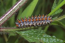 2013.06.02 Kalbenstein Melitaea2.jpg