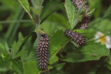 2013.06.02 Kalbenstein Melitaea3.jpg