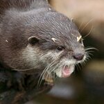 EOS70D_100-400_AnimalPortraits 007.jpg