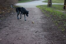 70D Apfel.jpg