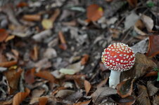 DSC_0227 verkleinert.jpg