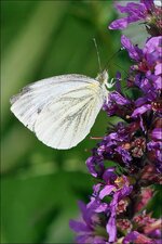 2009.08.14 Spreewald 012_n.jpg