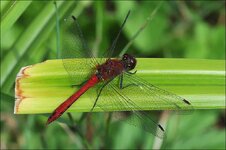 2009.08.14 Spreewald 081_n.jpg