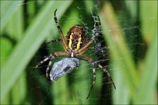 2009.08.14 Spreewald 098_n.jpg