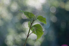 bokeh2.jpg