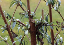 Strauch_crop.jpg