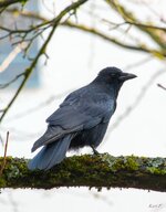 IMG_0277Karl F..jpg
