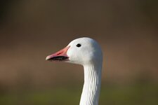 6D_600mm_f8_IMG_0777small.jpg