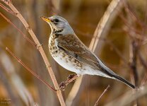 comp_DSC_4111-WacholderdrosselPS.jpg