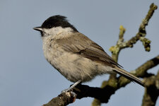 1 dslr Sumpfmeise.jpg