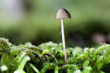 Pilz_k.jpg