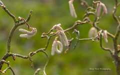 Germendorfg-2434.jpg