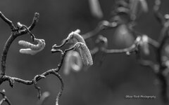 Germendorfg-2437.jpg