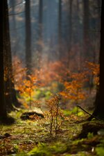 IMG_3478.jpg