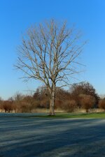 Sylvesterspaziergang 014.jpg