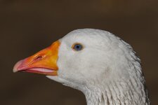 EOS 7D96349 (Medium).jpg