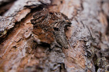 IMG_9595_2.jpg