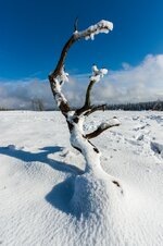 comp_9IMG_1520.jpg