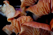 mushroom_small.jpg