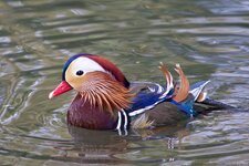 Bonsai_Photos_70D_100-400L 006.jpg